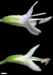 Veronica bollonsii. Flowers, corolla lobes tinged mauve (above) and white (below). Scale = 1 mm.
 Image: W.M. Malcolm © Te Papa CC-BY-NC 3.0 NZ